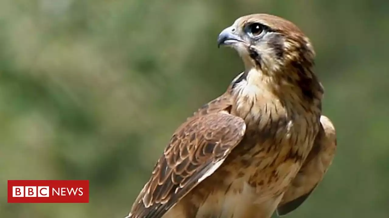 As 'aves incendiárias' que usam o fogo para facilitar a caça - BBC News Brasil