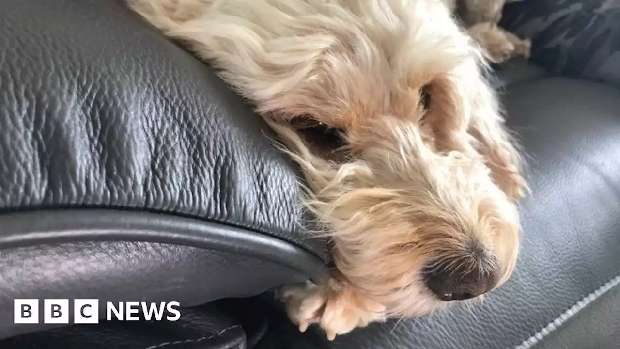 Flamborough: 'Miracle' dog survives huge coastal cliff fall