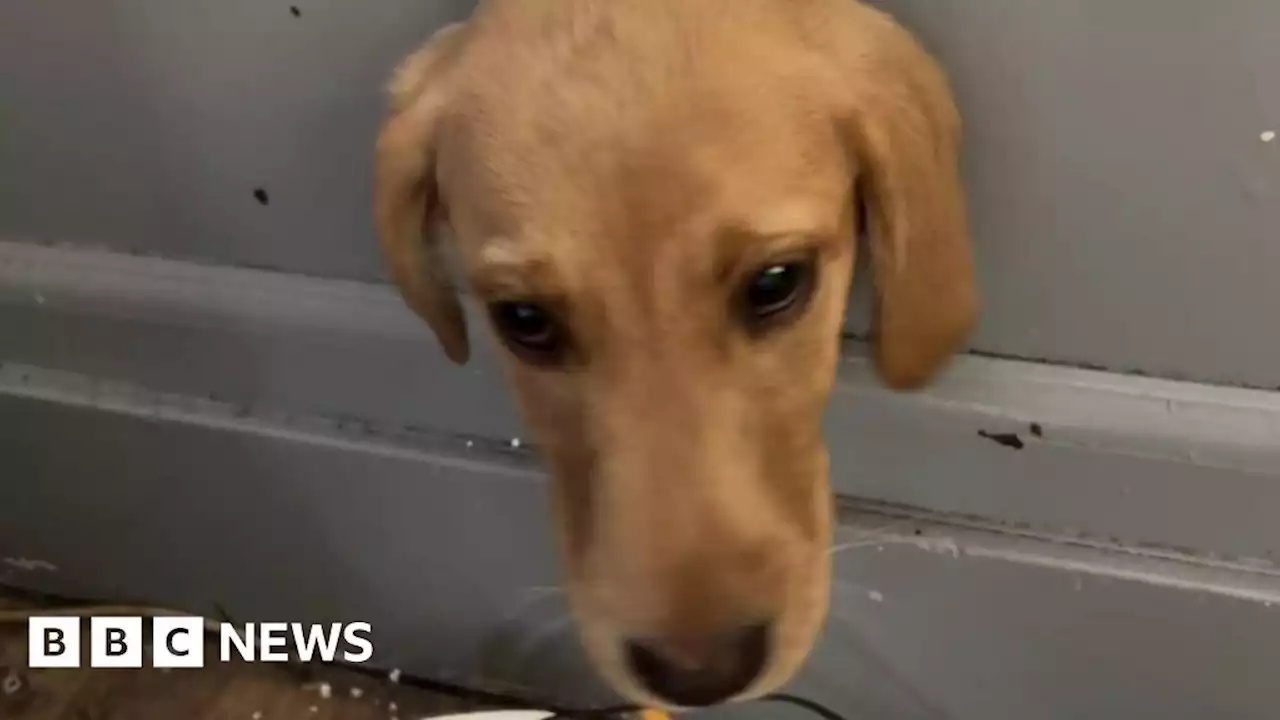 Puppy gets head stuck in wall in Carlisle