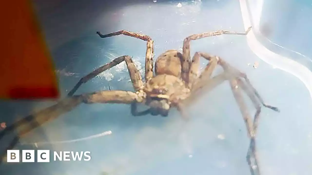 Stowaway African huntsman spider found in Edinburgh suitcase