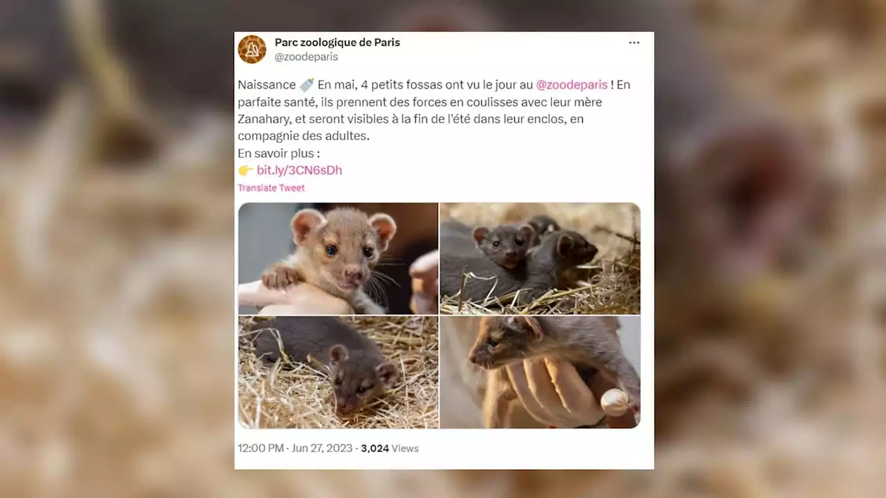 Gazelle, fossas, chiens des buissons: plusieurs naissances rares au parc zoologique de Paris