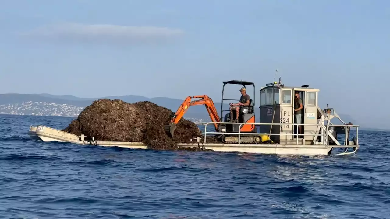 Saint-Raphaël: des posidonies mortes dispersées en mer pour déblayer la plage