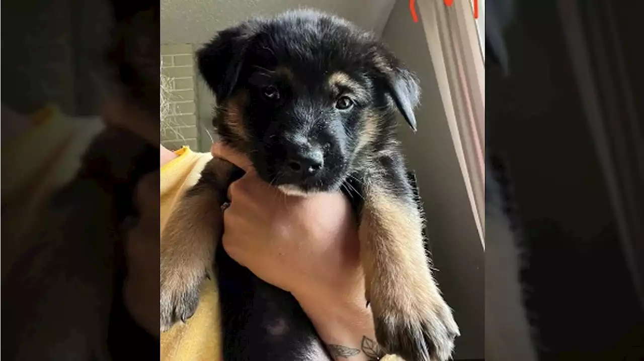 10 German shepherd puppies stolen from Nanaimo home: RCMP