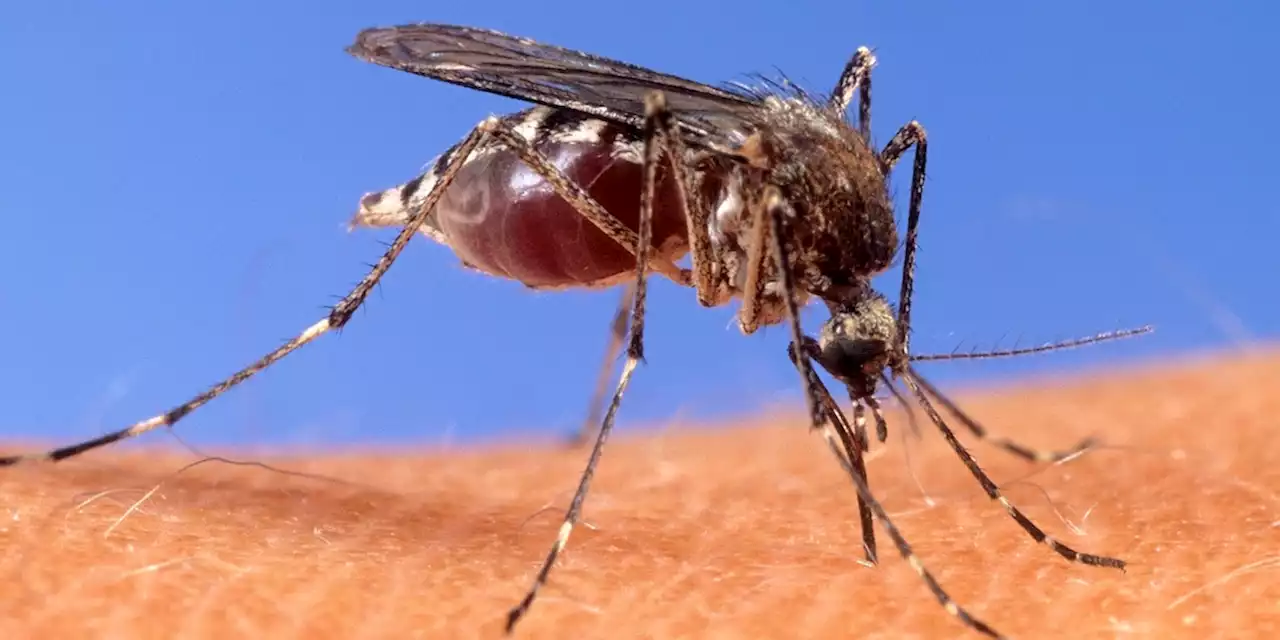 West-Nil-Virus breitet sich in Deutschland aus – das müssen Sie wissen