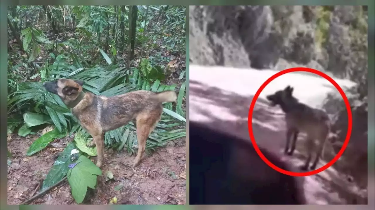 ¿Es Wilson?: en redes aseguran que hallaron a un perro “con sus características” deambulando en Huila