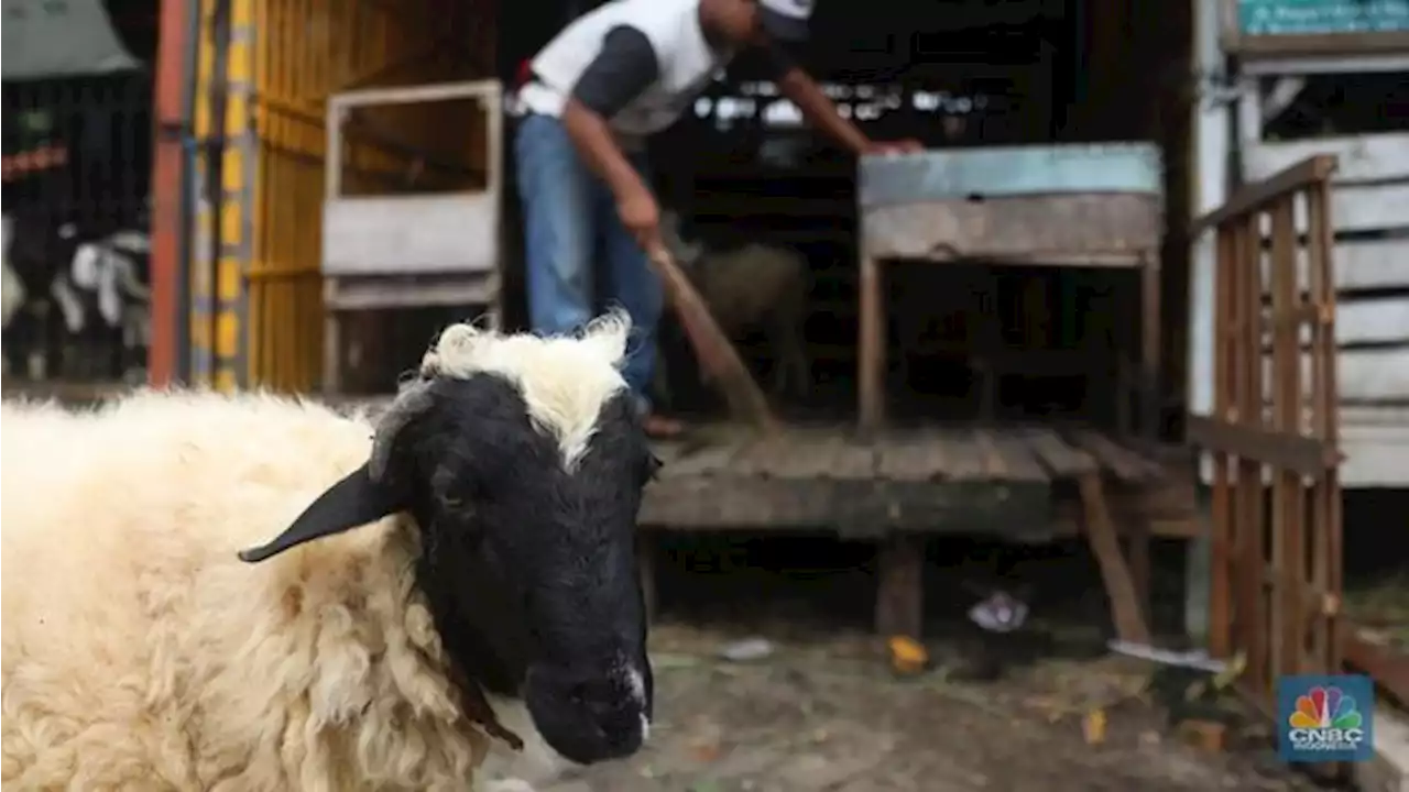 9 Jenis Kambing yang Populer di RI Beserta Karakteristiknya