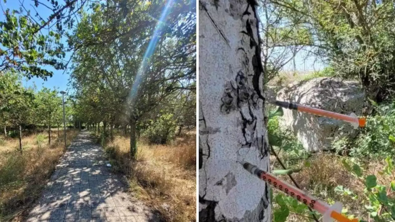 Siringhe negli alberi e rifiuti per terra: benvenuti nel «parco degli orrori» di Lecce