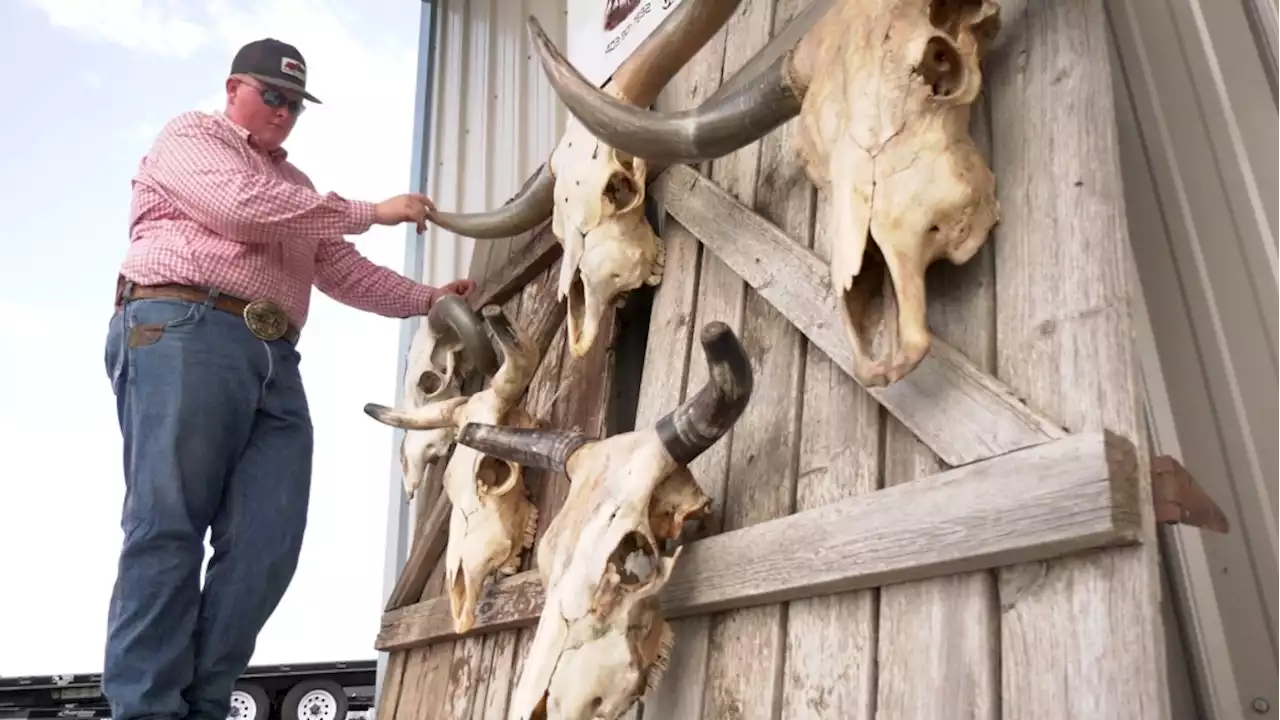 A head for business: Strathmore teen creates western heritage art out of bovine skulls