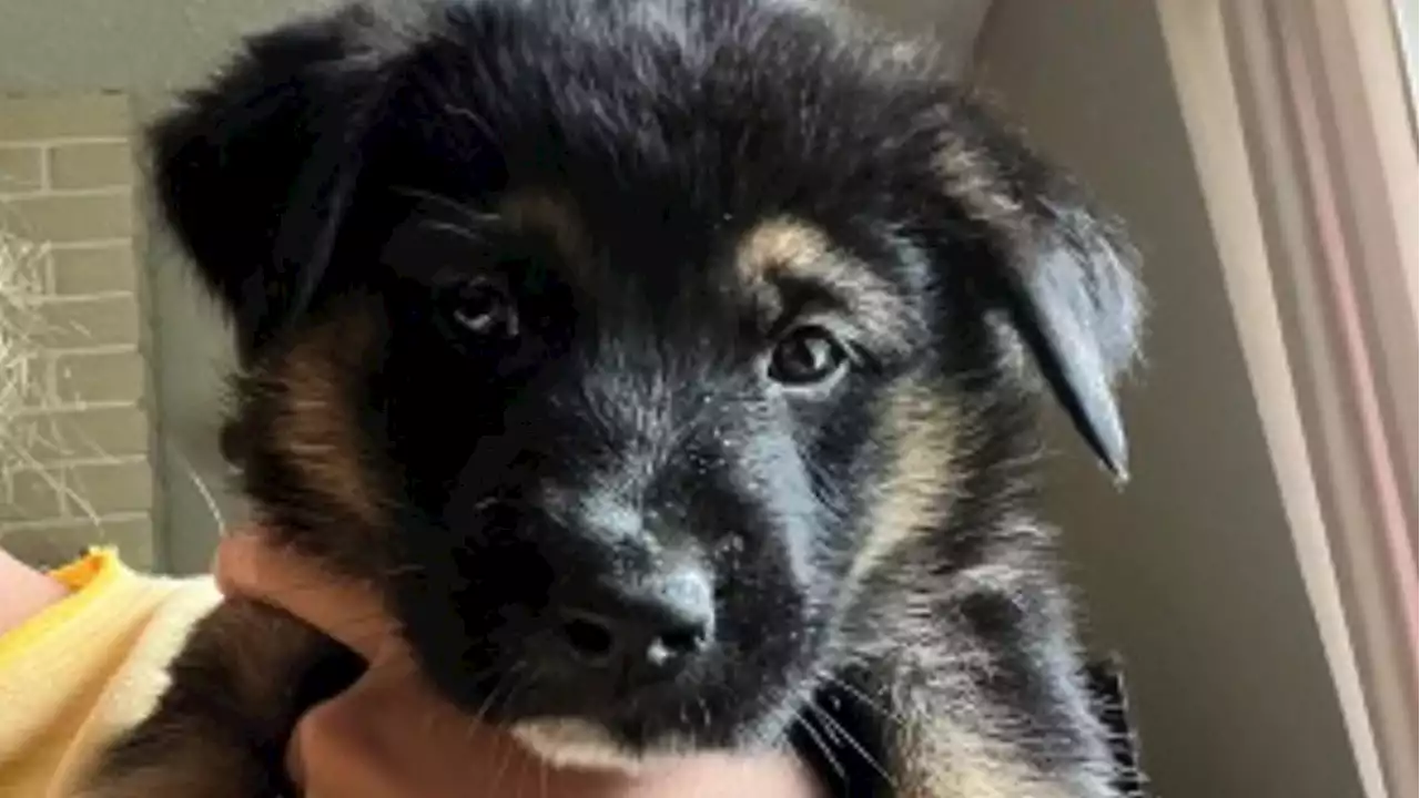 Mounties investigating after 10 puppies stolen from Nanaimo backyard