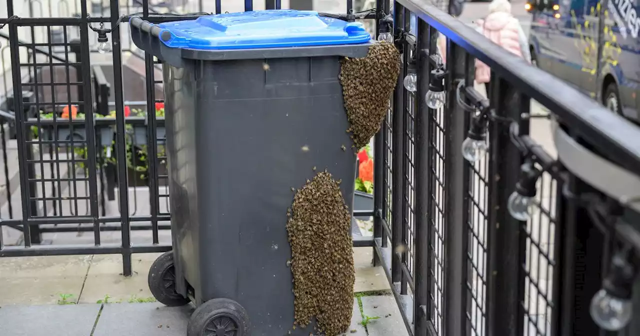 Swarm of bees closes Glasgow bar as staff flee venue and beekeepers called in