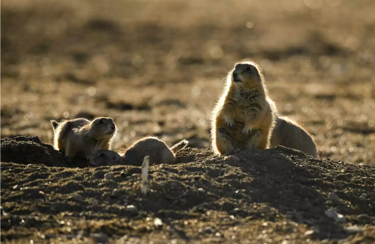 Colorado health department urges caution after Montezuma County resident infected with plague