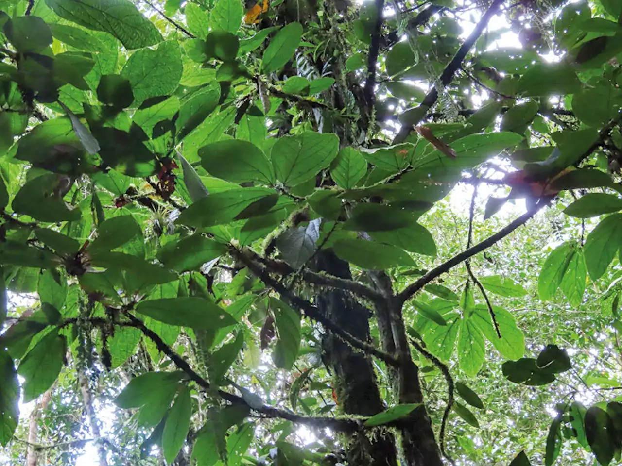 Alertan que árboles endémicos están en riesgo de extinción