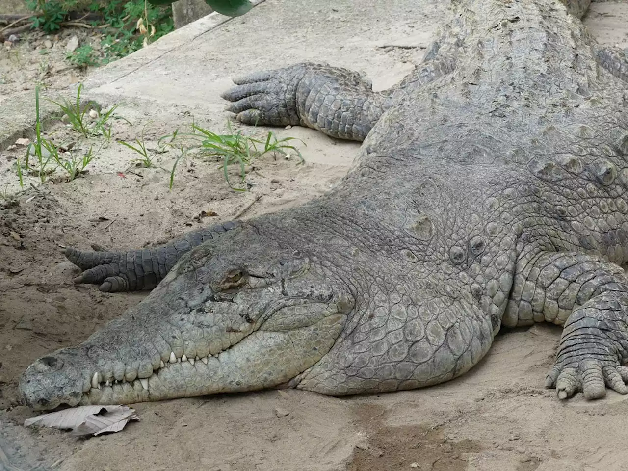 Genética del caimán llanero es mucho más diversa de lo que se creía