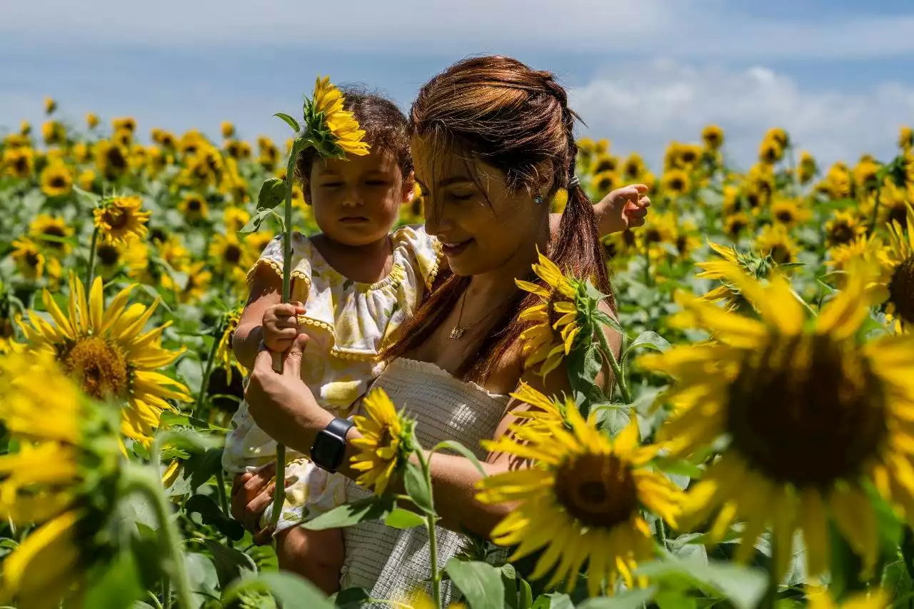 La Ruta del Girasoles un plan de vacaciones en Baranoa, Atlántico