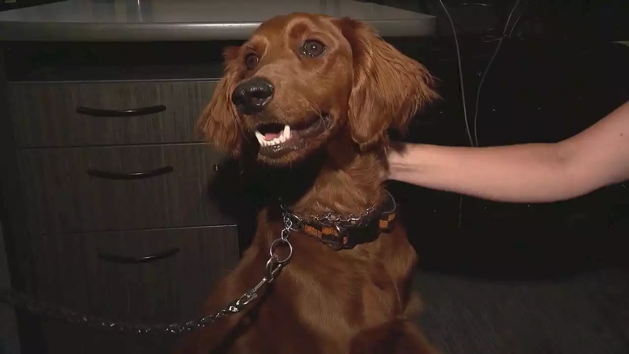 Dog spotted by Cook County K9 officer at shelter finds forever home at 911 dispatch center