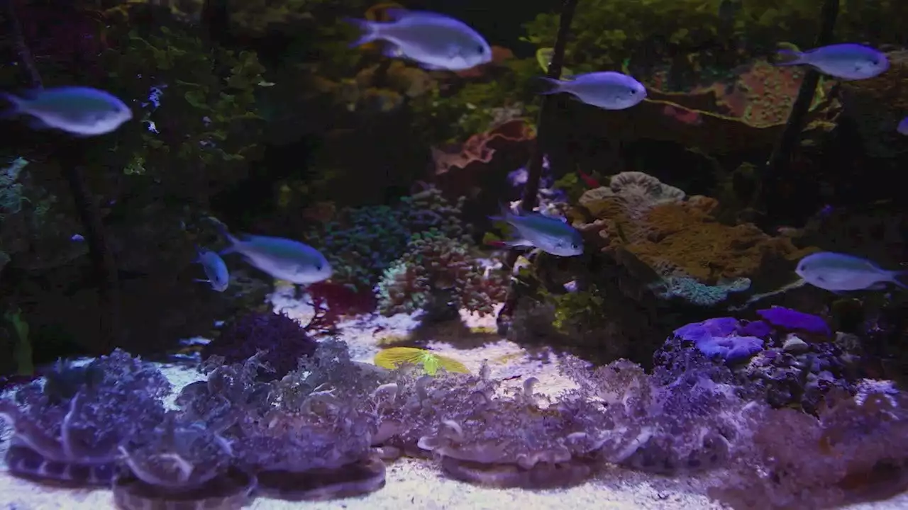 Shedd Aquarium welcomes new residents, interactive features to their Wild Reef exhibit