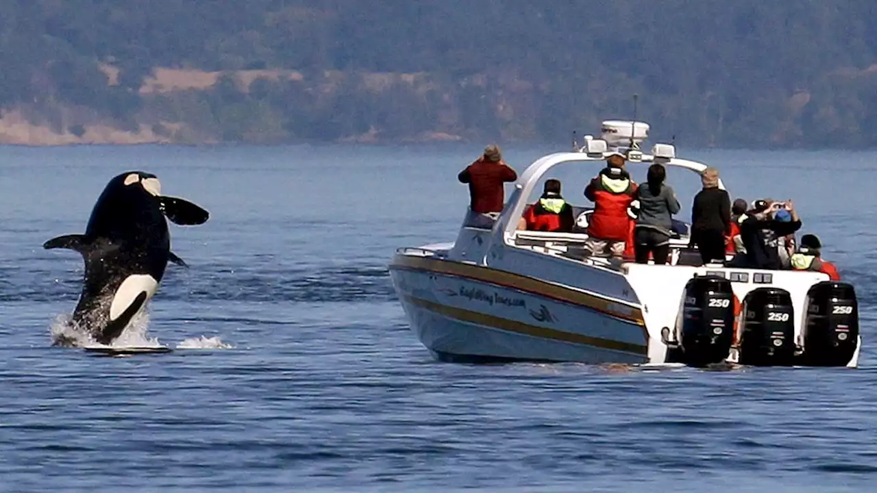 New Orca Defenses Are in Development
