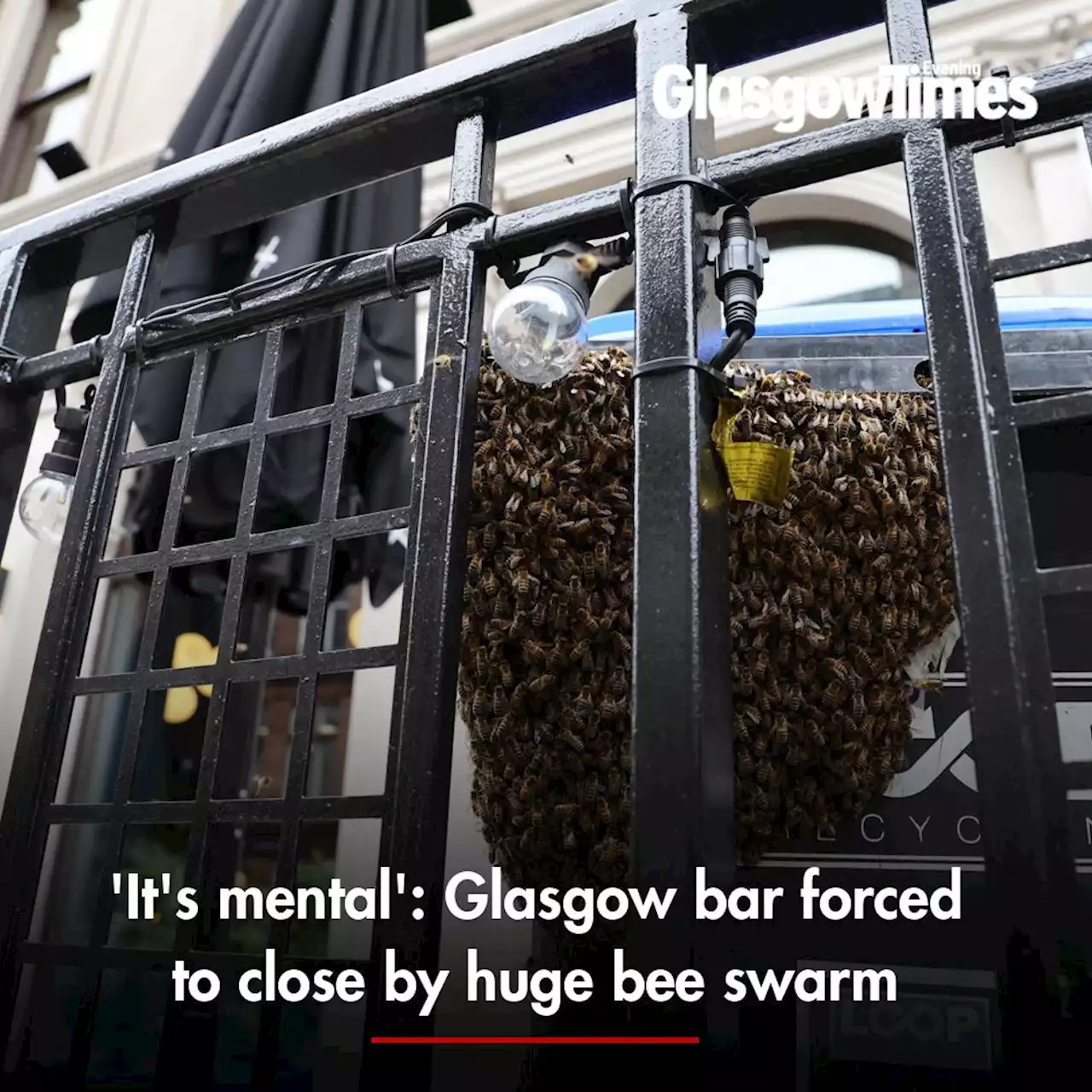 'It's mental': Glasgow bar forced to close by huge bee swarm