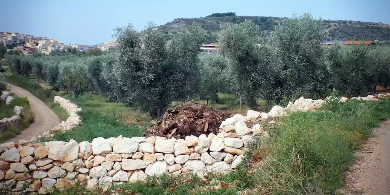 Ora si interviene contro la Xylella vicino a Bari - Il Post