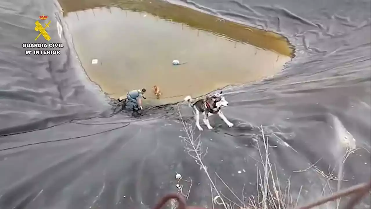 'Operación Simba': rescatan a dos perros atrapados en el interior de una balsa de riego en Librilla, Murcia