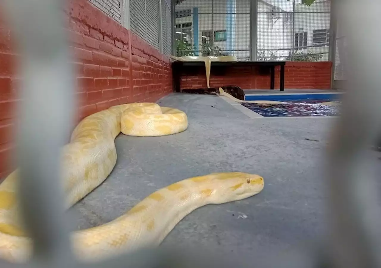 Serpentes mergulham em nova 'piscininha', no Instituto Vital Brazil, em Niterói; vídeo