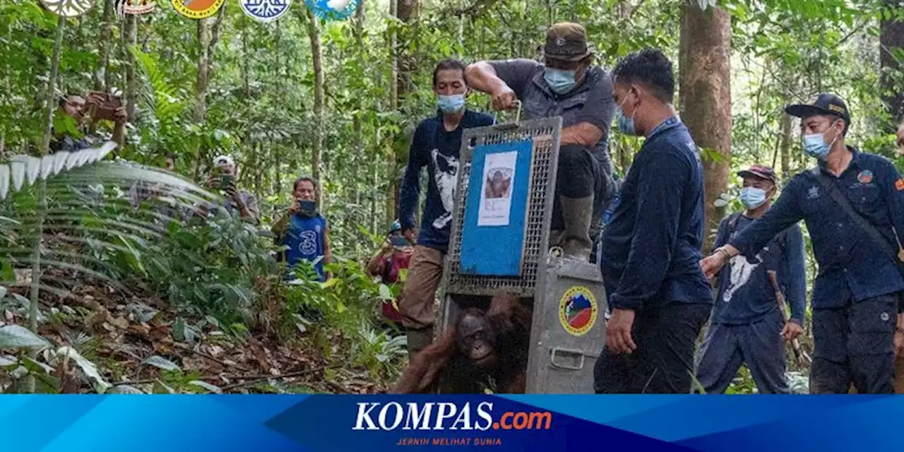 Pasca-rehabilitasi, 6 Orangutan Dilepasliarkan di Taman Nasional Bukit Baka Bukit Raya