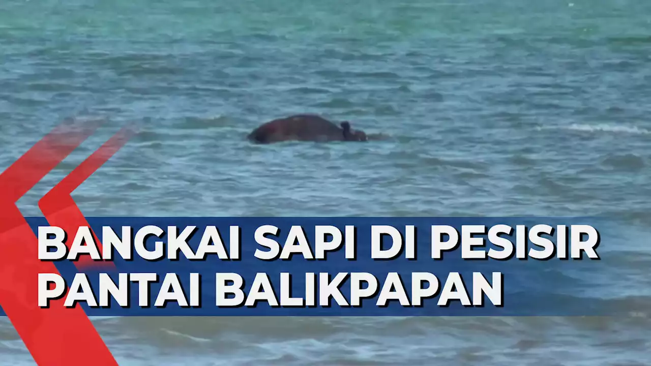 Bangkai Sapi Misterius di Pantai Balikpapan