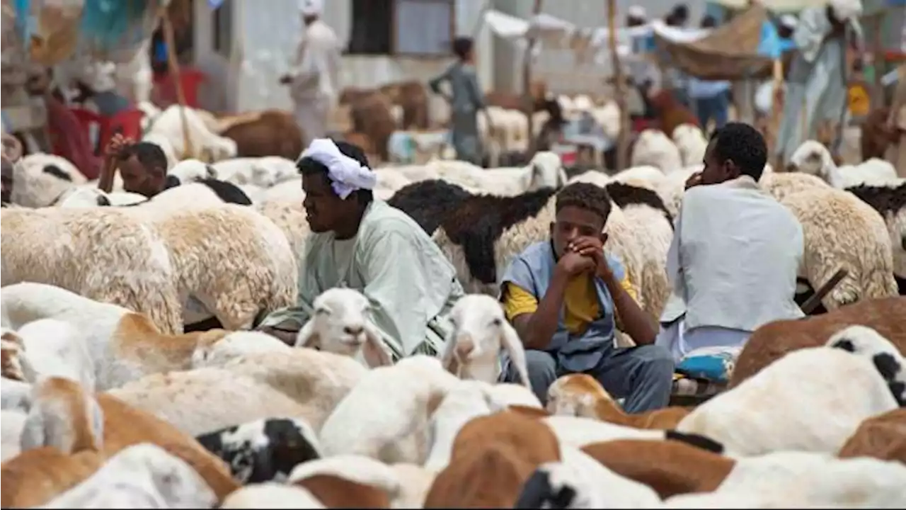 Iduladha Menyedihkan di Sudan yang Dilanda Perang, Rakyat Sulit Bertahan dan Tidak Ada yang Kurban