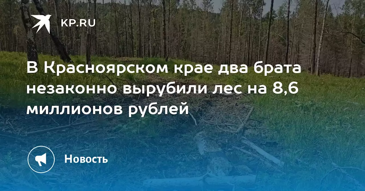 В Красноярском крае два брата незаконно вырубили лес на 8,6 миллионов рублей