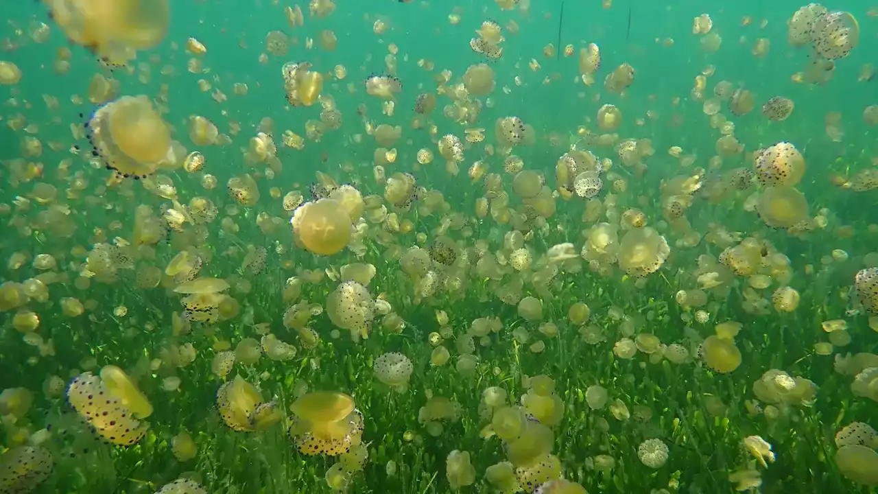 'Es más positivo que negativo': proliferación de medusas 'huevo frito' en el Mar Menor