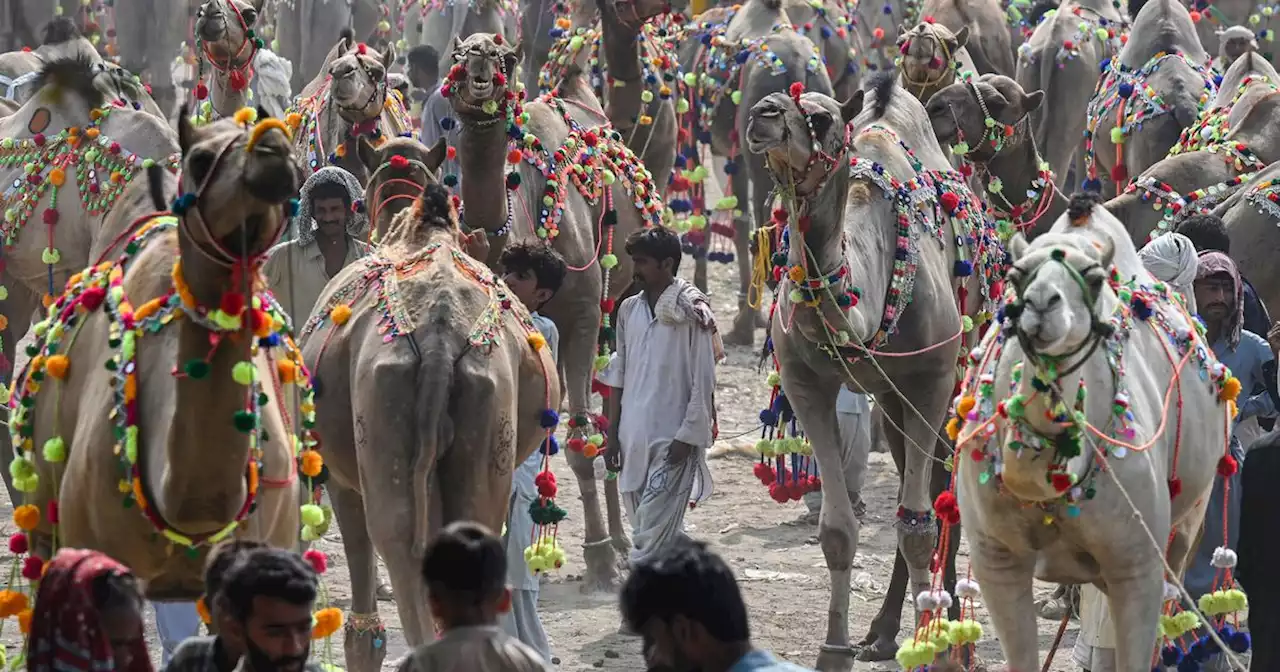 Au Pakistan, l'inflation galope et les acheteurs de chameaux sont rares avant l'Aïd