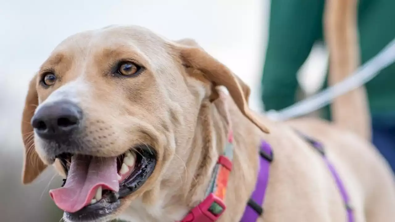 Pakar Ungkap 5 Ciri Anjing Terkena Rabies, Salah Satunya Air Liur Berlebih