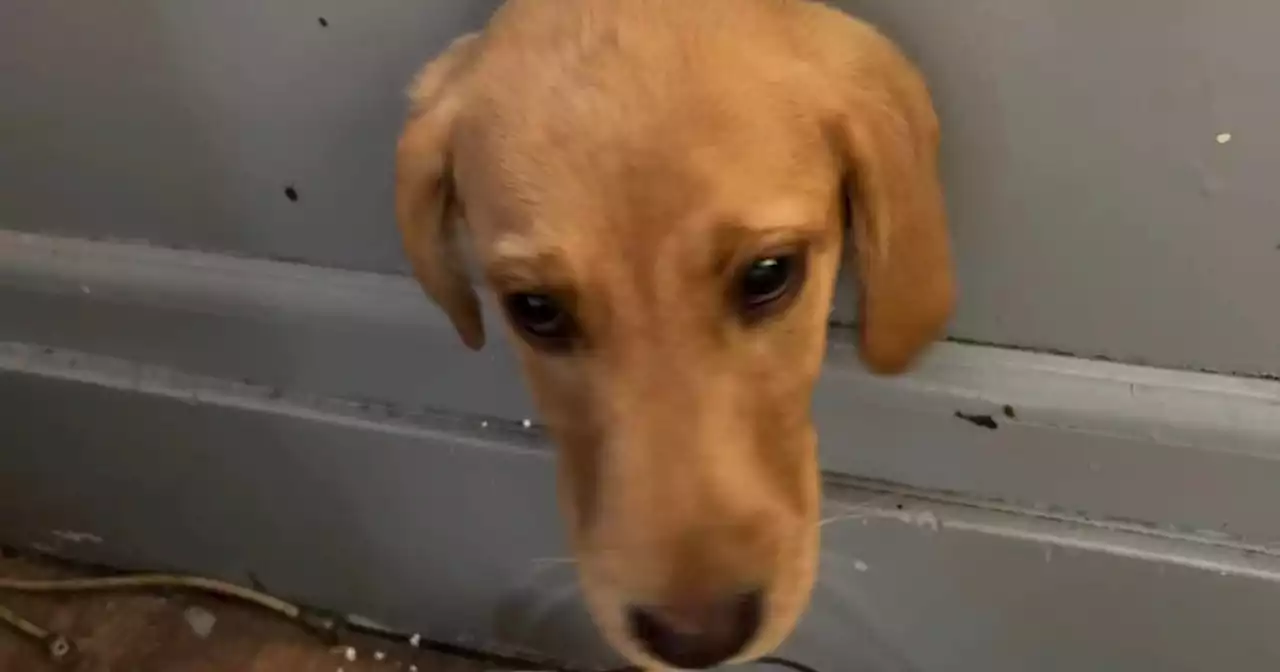 Mischievous Labrador puppy bites of more than she can chew