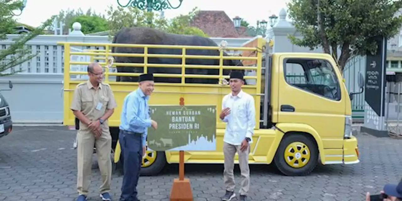 Penampakan 'Black Boss', Sapi Sumbangan Presiden Jokowi di Gunungkidul | merdeka.com