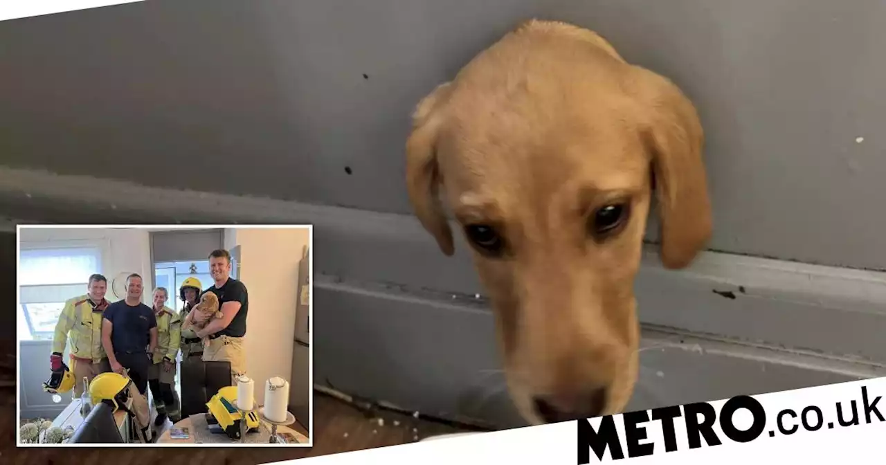 'Mischievous' puppy saved by firefighters after getting head stuck in wall