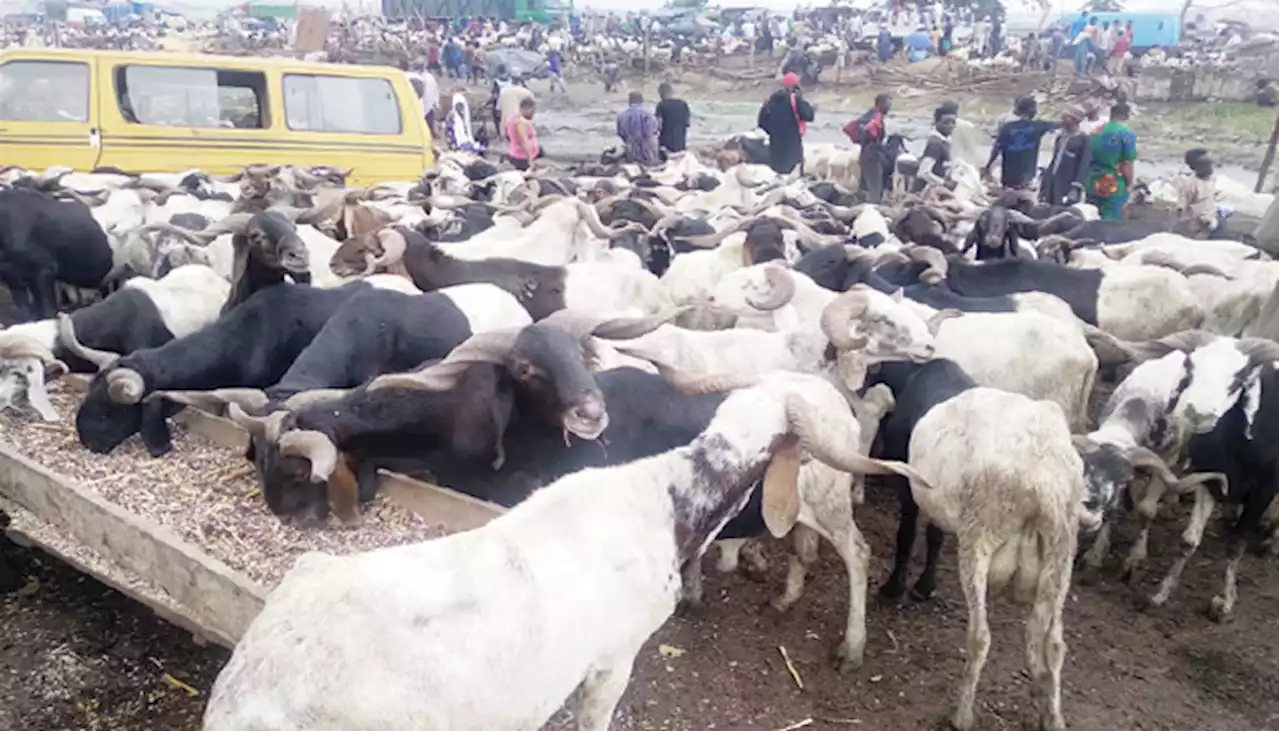 Shina Peller distributes over 2000 rams to Muslims - Punch Newspapers