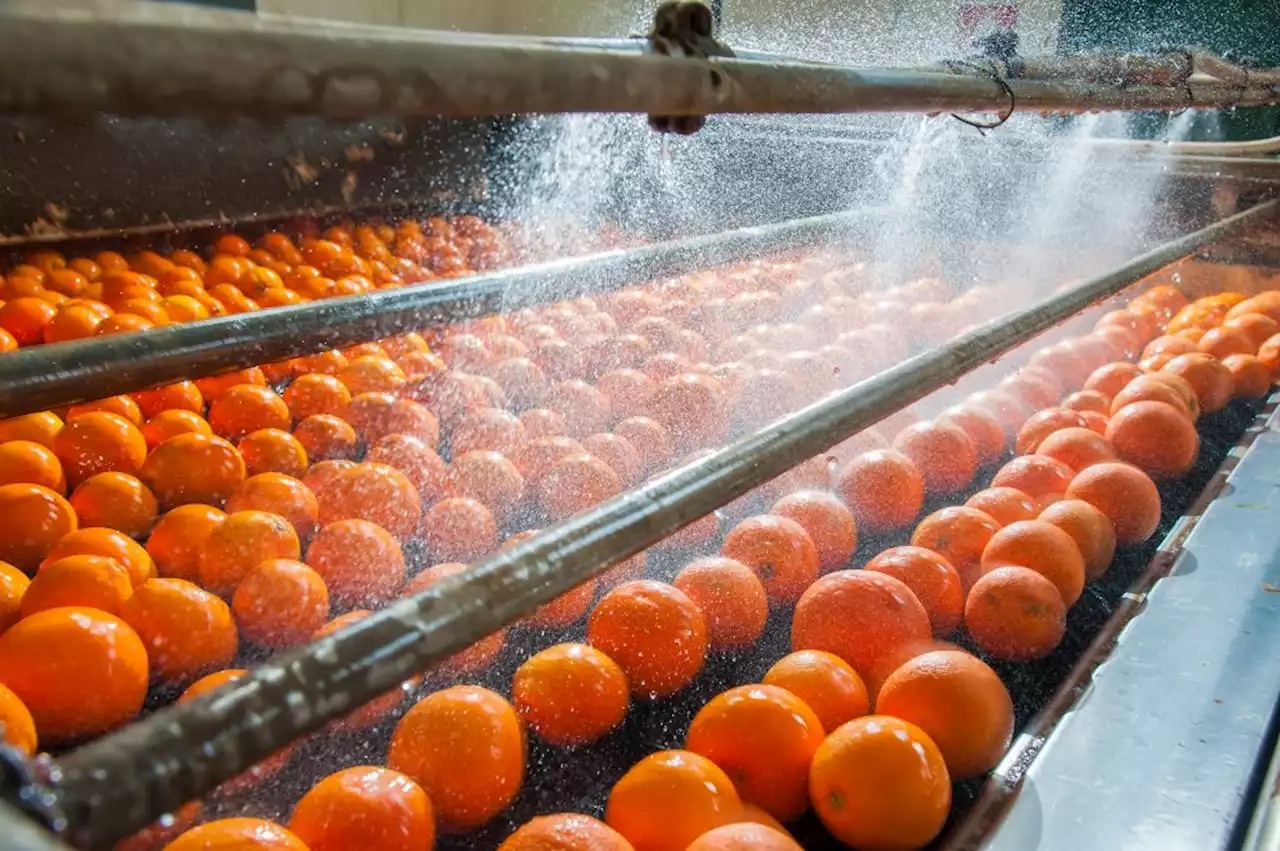 South African citrus growers say EU pest rules putting squeeze on exports