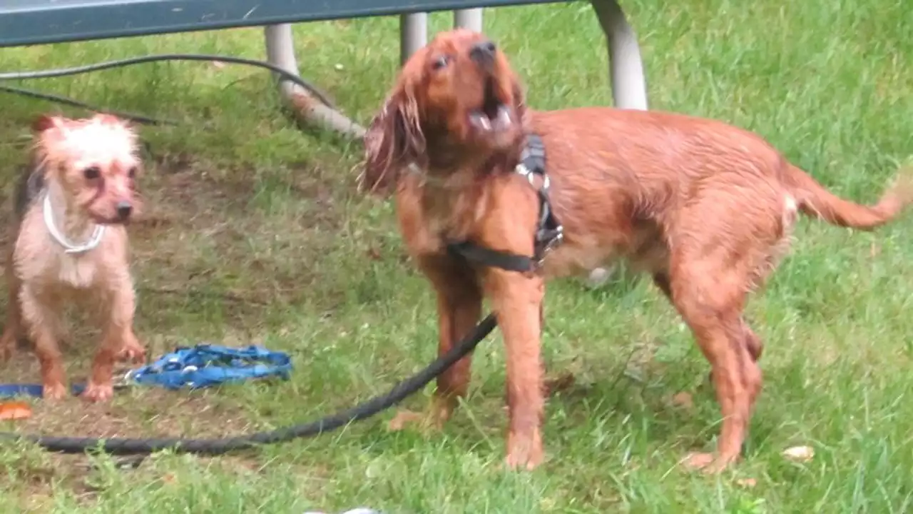 2 abandoned dogs found in Sudbury; police search for owners