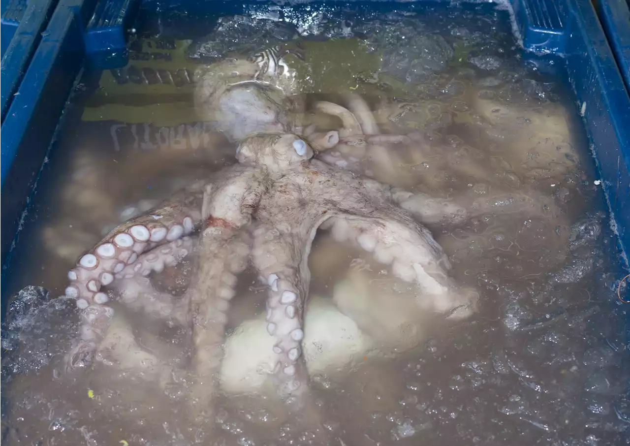 'Horrific terror and pain': Warning octopus farm will lead to cannibalism