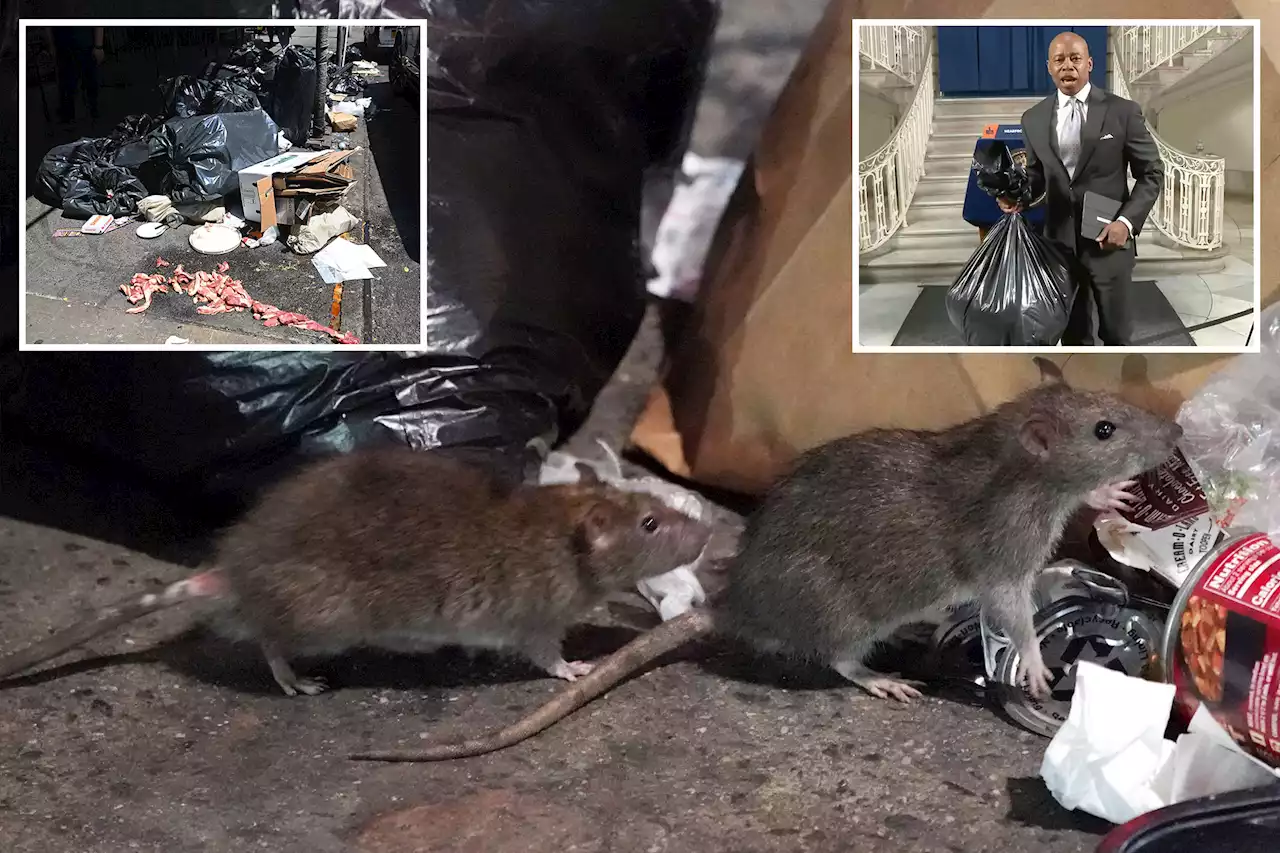 NYC rat complaints plummet by 26% from 2022 ahead of new garbage rules