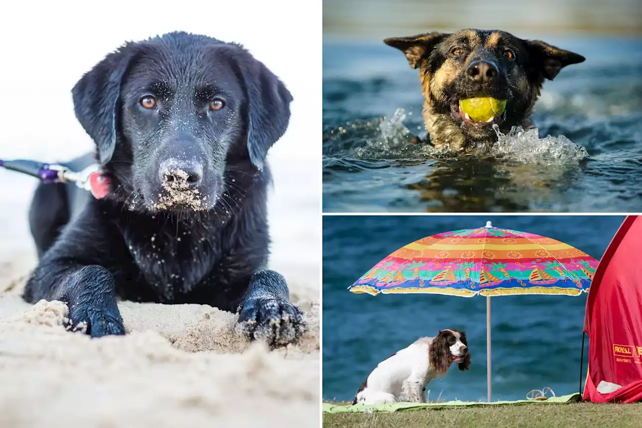 Your dog is possibly in danger at the beach and here’s why, according to veterinarian