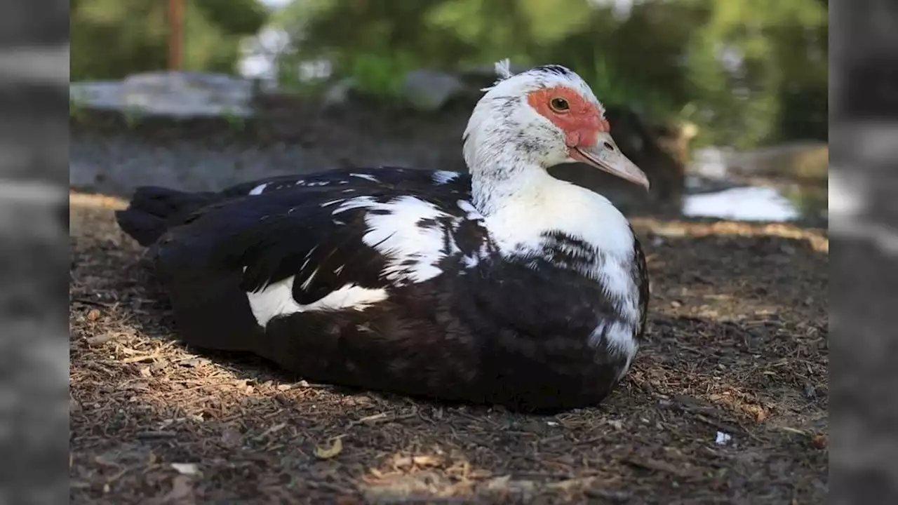 Ministério confirma gripe aviária em pato doméstico no Espírito Santo