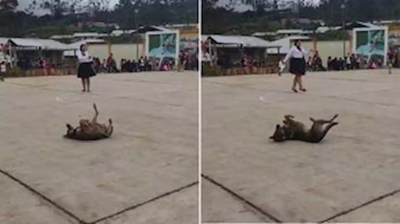 Cachorro rouba a cena 'dançando break' em evento escolar