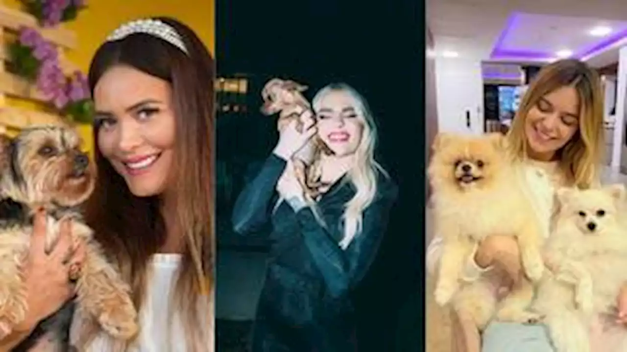 De Geisy Arruda a Viih Tube: 7 cães de famosos que fazem sucesso nas redes sociais