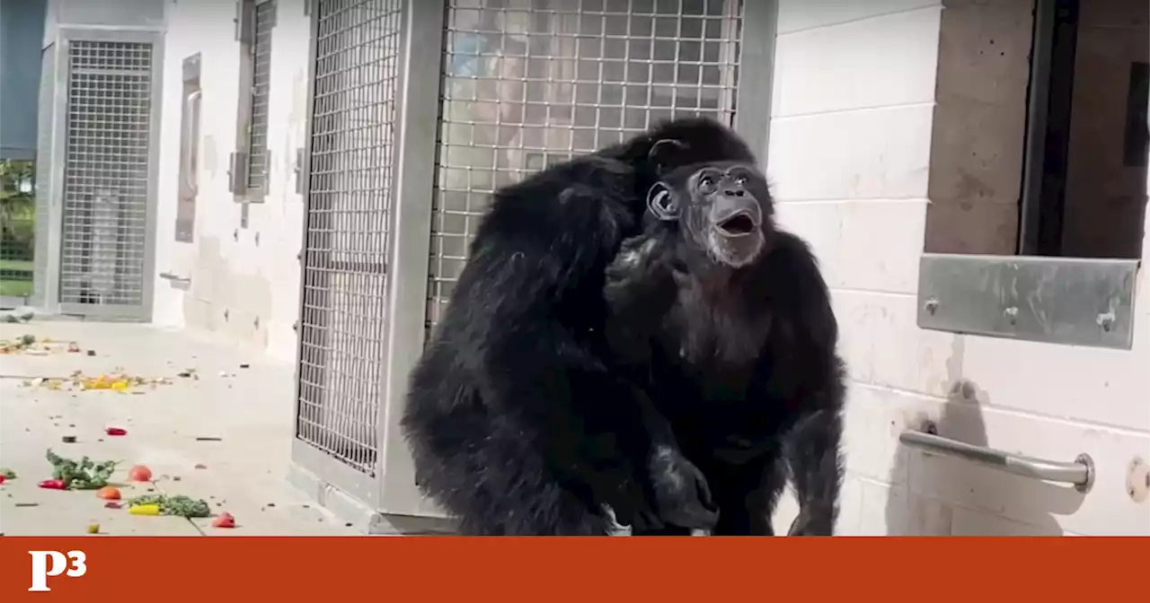 Chimpanzé que viveu fechada 28 anos viu o céu pela primeira vez e não escondeu o espanto