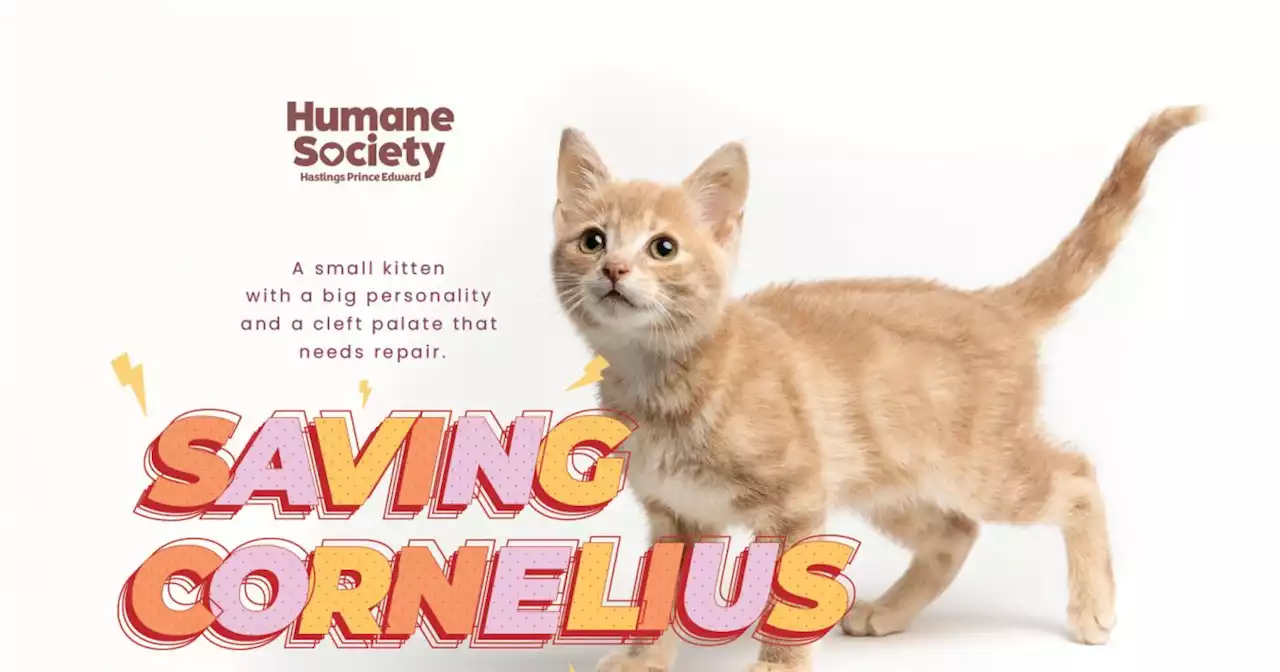 Campaign to save Cornelius