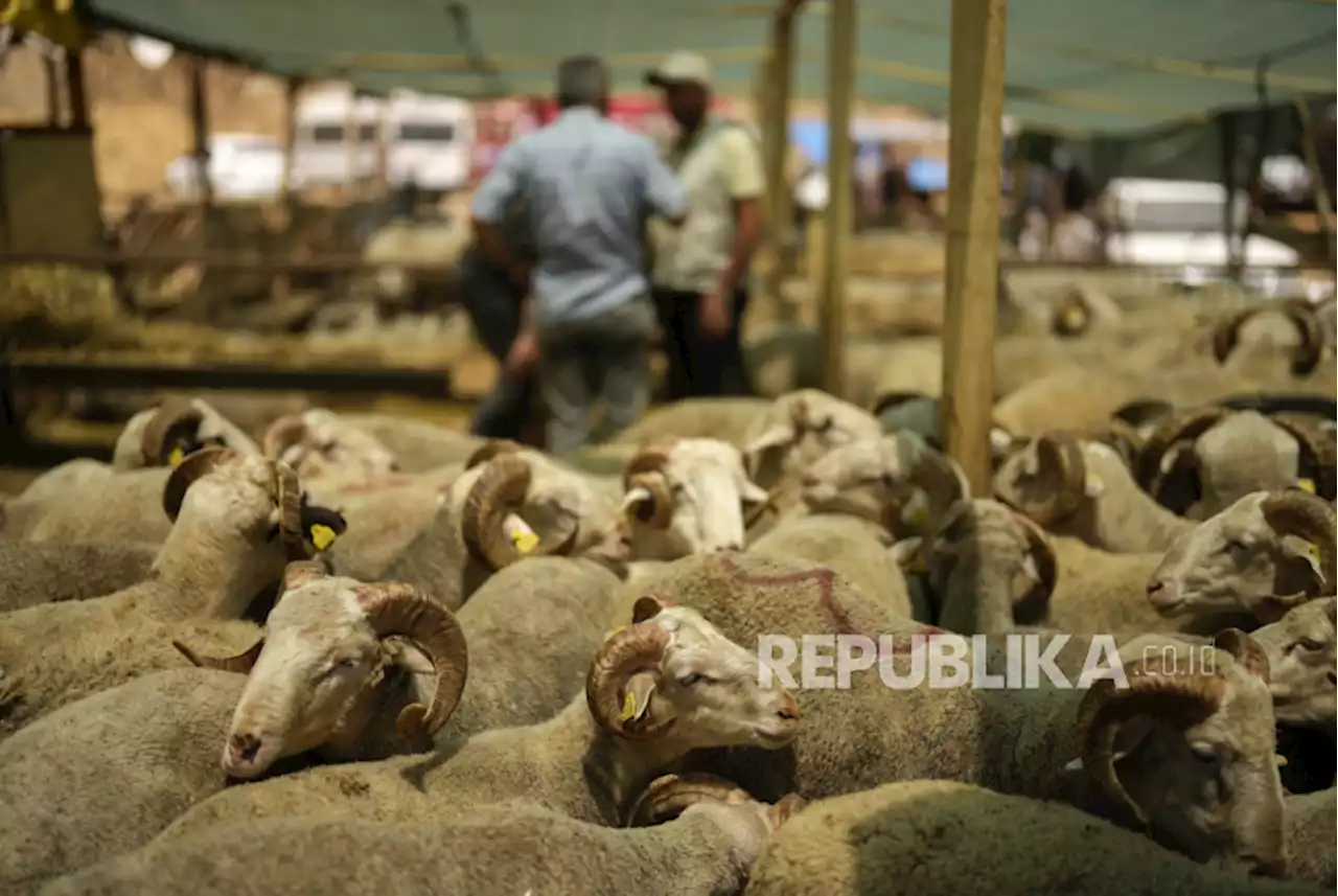 Apakah Anak Kecil Juga Disunnahkan Berqurban? Ini Penjelasan Prof Quraish |Republika Online