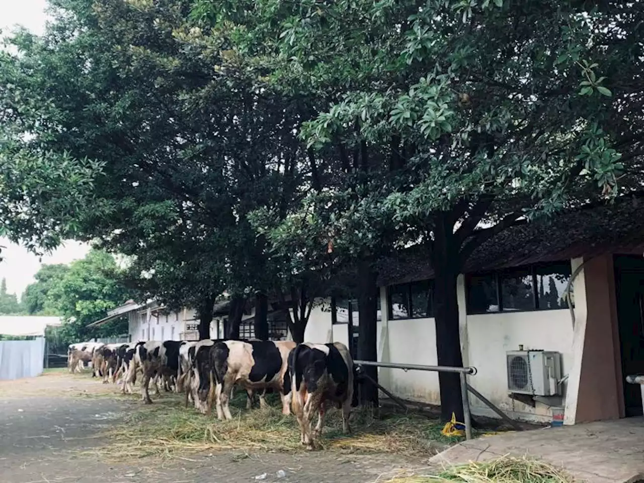 Masjid At Tin akan Salurkan 23 Sapi Kurban kepada Masyarakat |Republika Online