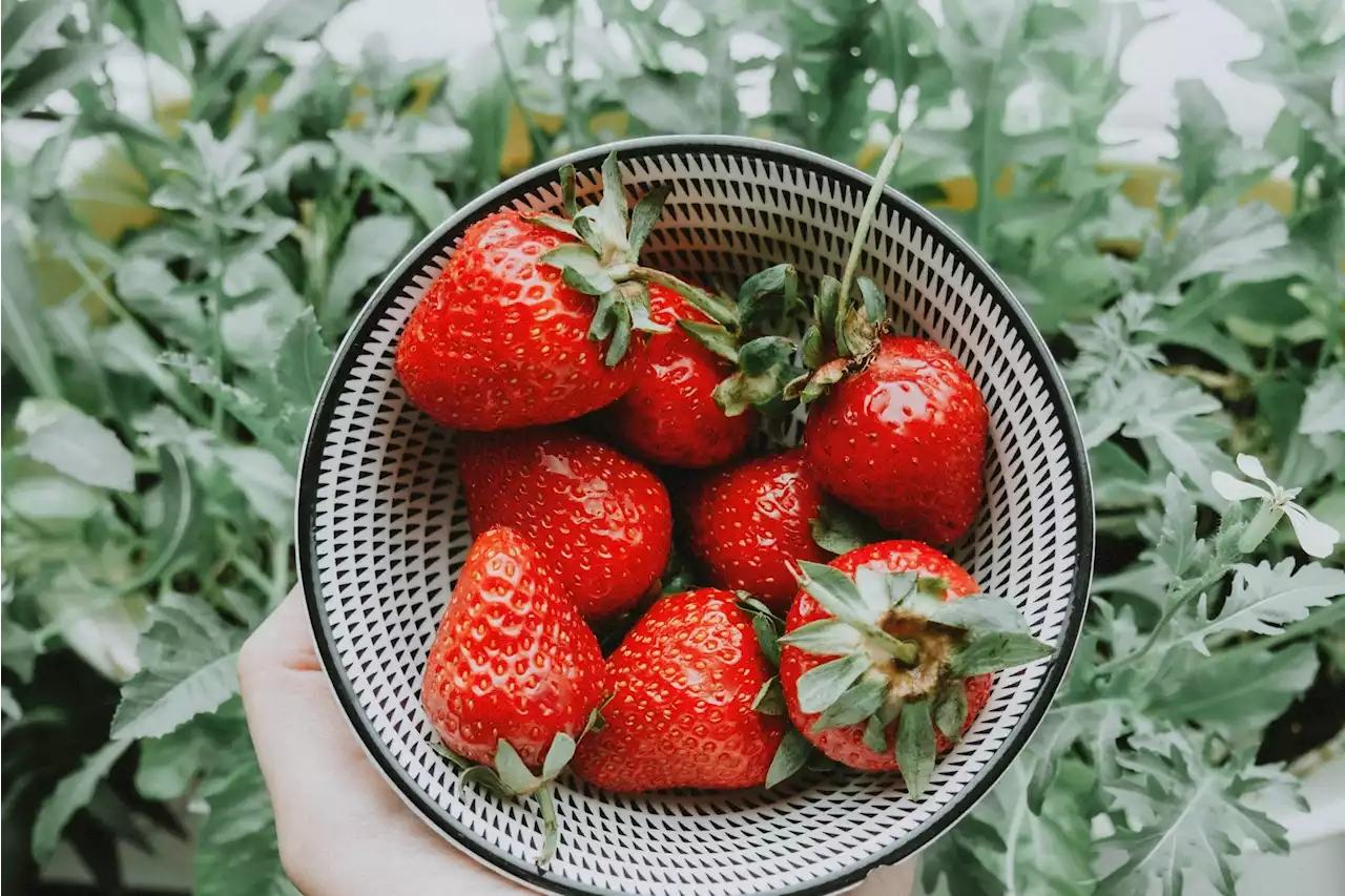 Jardinage : comment augmenter le rendement de vos fraisiers ?