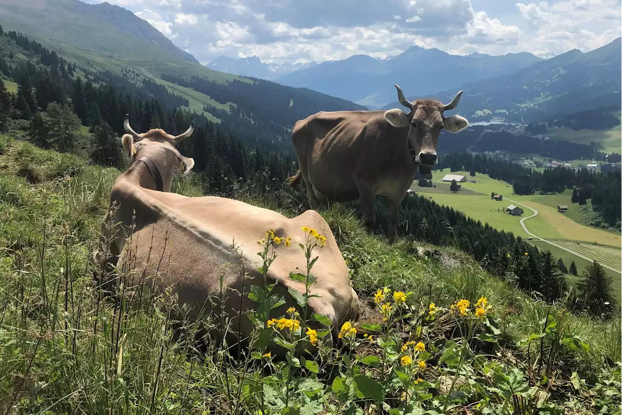 90 Kühe im Stich gelassen - Schweizer Bauer